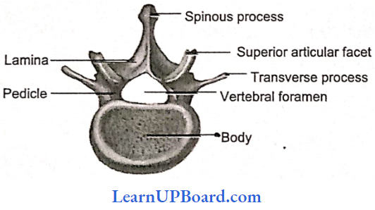 NEET Biology Locomotion And Movement Lumbar Vertebrae