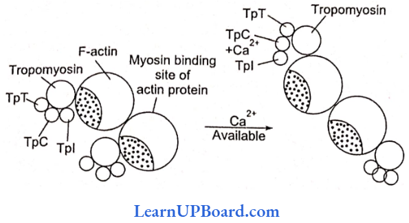 NEET Biology Locomotion And Movement Myocin Binding Site Of A Actin Protein
