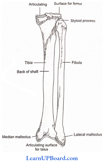 NEET Biology Locomotion And Movement Posterior Aspect Of The Right Tibia And Fibula