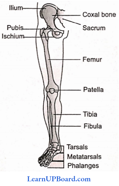 NEET Biology Locomotion And Movement Right Pelvic Girdle And Lower Limb Bones