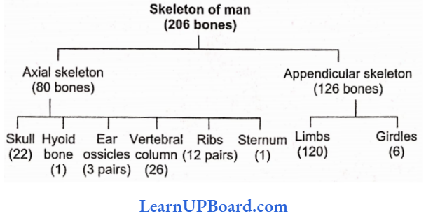NEET Biology Locomotion And Movement Skeleton Of Man