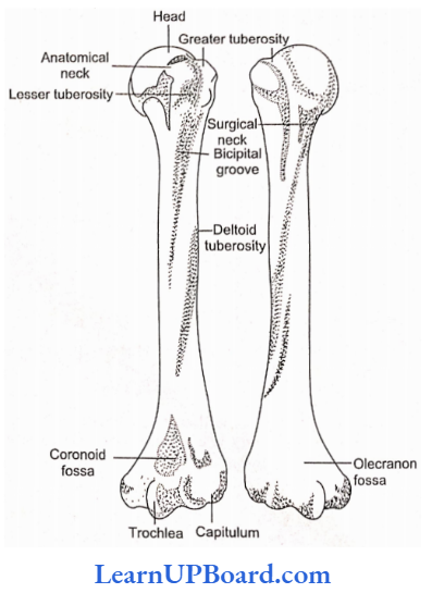 NEET Biology Locomotion And Movement The Anterior And Posterior Aspects Of The Left Humerus