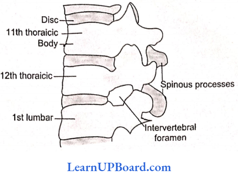 NEET Biology Locomotion And Movement The lateral Aspect Of Intervertebral Joints Of The Thoraciclubar Regions