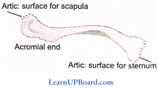 NEET Biology Locomotion And Movement Upper Surface Of The Left Clavicle