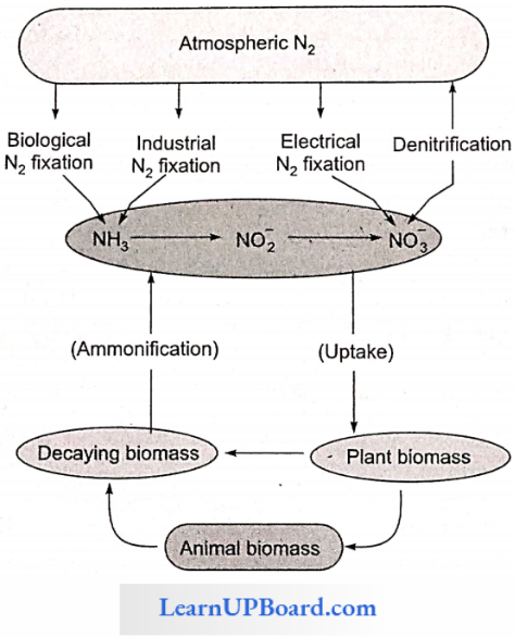 NEET Biology Mineral Nutrition Nitrogen Fixation