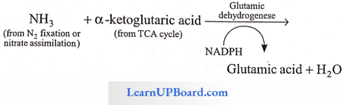 NEET Biology Mineral Nutrition Synthesis Of Amino Acids Reductive Amination
