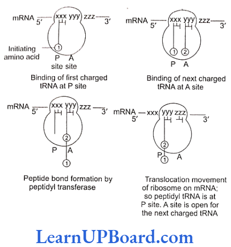 NEET Biology Molecular Basis Of Inheritance Chain termination