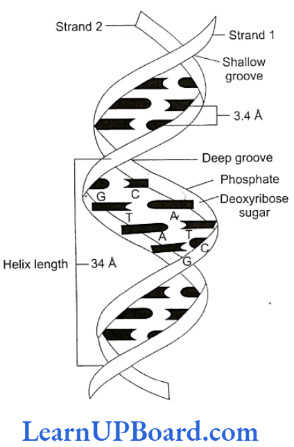 NEET Biology Molecular Basis Of Inheritance DNA double helix