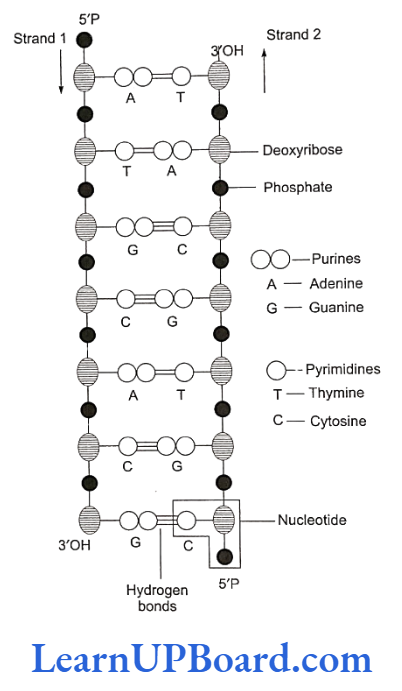 NEET Biology Molecular Basis Of Inheritance Diagrammatic representation of DNA molecule