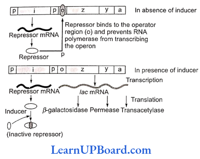 NEET Biology Molecular Basis Of Inheritance Lac operon
