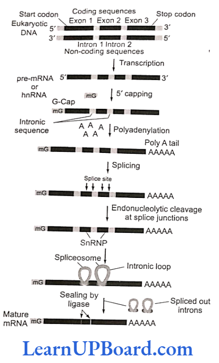 NEET Biology Molecular Basis Of Inheritance Post-transcriptional processing in eukaryotes