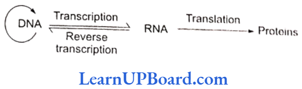 NEET Biology Molecular Basis Of Inheritance Reverse flow of transcriptional information