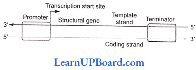 NEET Biology Molecular Basis Of Inheritance Schematic structure of a transcription unit