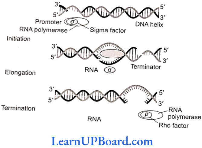 NEET Biology Molecular Basis Of Inheritance Transcription or synthesis of mRNA over DNA template