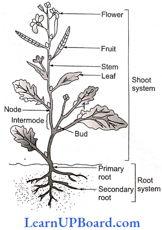 NEET Biology Morphology Of Flowering Plants Body Of A Flowering Plant
