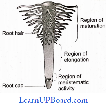 NEET Biology Morphology Of Flowering Plants Diagrammatic Representation Of Root Parts