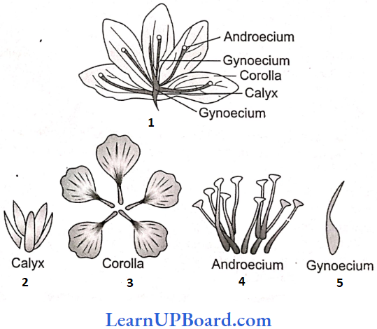 NEET Biology Morphology Of Flowering Plants Parts Of Flower