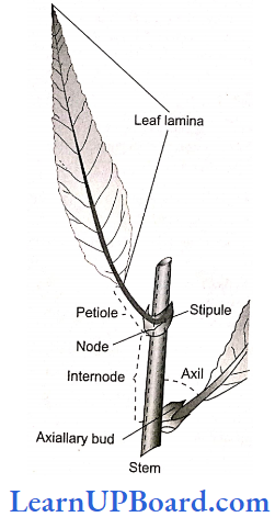 NEET Biology Morphology Of Flowering Plants Parts Of Typical Leaf