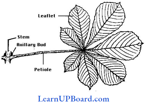 NEET Biology Morphology Of Flowering Plants Pattern Of Palmately Compound Leaves