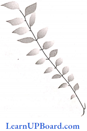 NEET Biology Morphology Of Flowering Plants Pattern Of Pinnately Compound Leaves