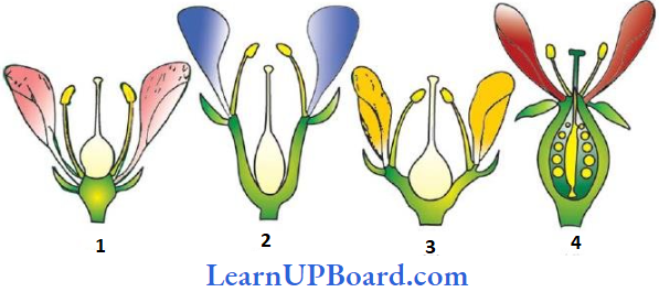 NEET Biology Morphology Of Flowering Plants Position Of Floral Parts On Thalamus