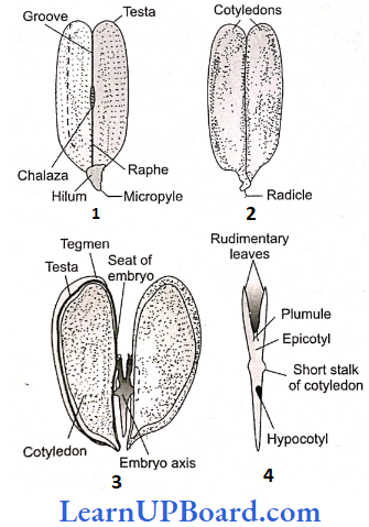 NEET Biology Morphology Of Flowering Plants Struture Of Gram Seed