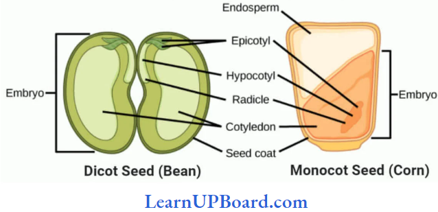 NEET Biology Morphology Of Flowering Plants Struture Of Seed