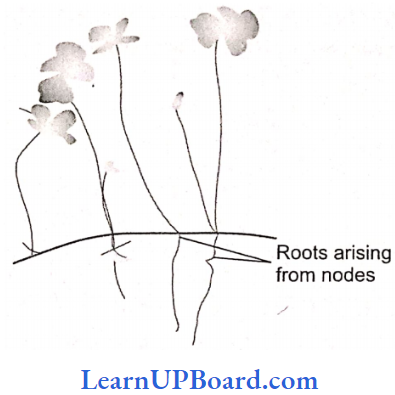 NEET Biology Morphology Of Flowering Plants Subaerial Runner