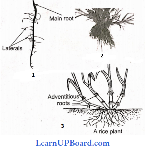 NEET Biology Morphology Of Flowering Plants Types Of Roots