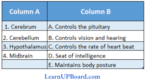 NEET Biology Neural Control And Coordination Column A Lists The Parts Of Human Brain And Column 2