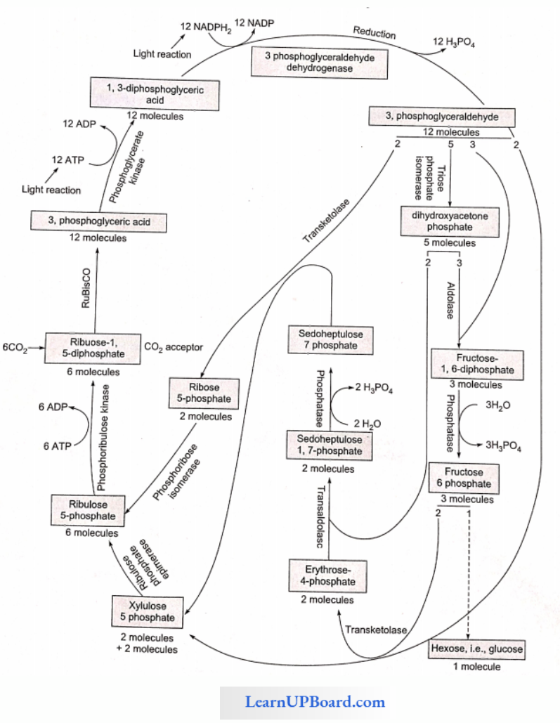 NEET Biology Photosynthesis In Higher Plants Dark Reaction C3 Cycle And Melvin Calvin Cycle
