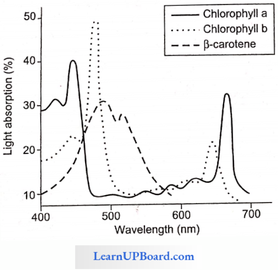 NEET Biology Photosynthesis In Higher Plants Graph Of Absorption Spectra Of Chlorophyll-a And Chlorophyll-b And Carotenes