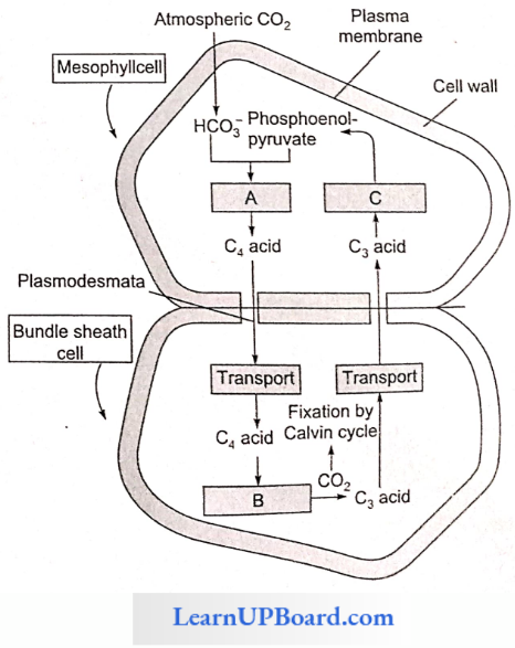 NEET Biology Photosynthesis In Higher Plants Pathway