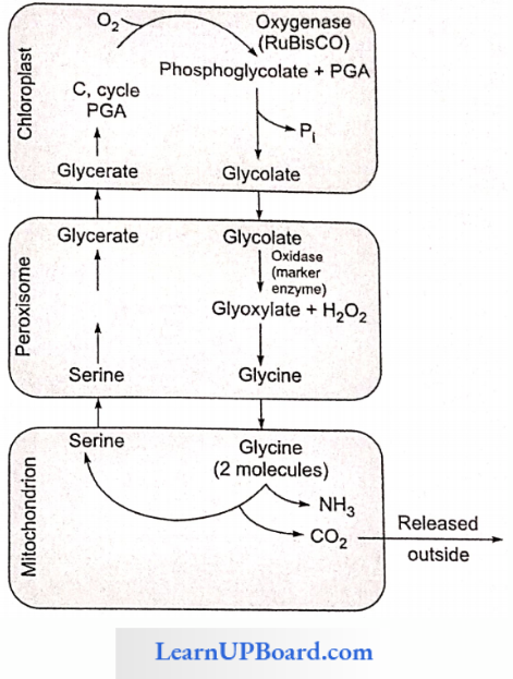 NEET Biology Photosynthesis In Higher Plants Photo Respiration Process