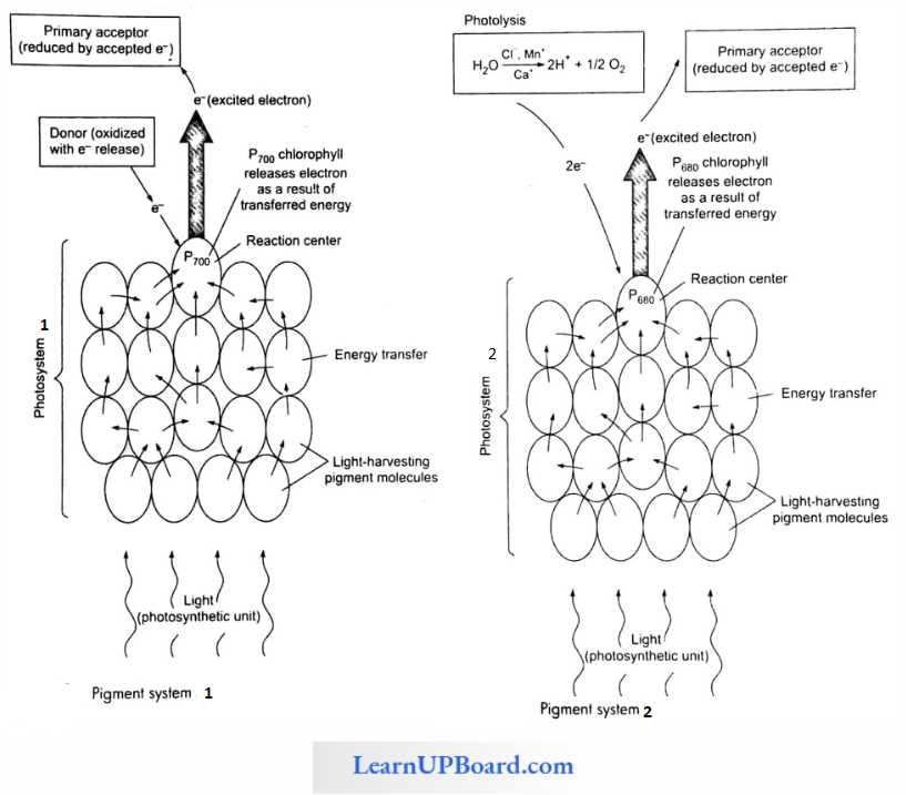 NEET Biology Photosynthesis In Higher Plants Pigment System 1 And Pigment System 2