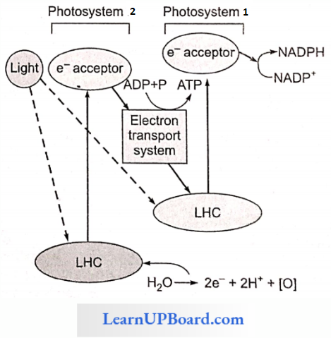 NEET Biology Photosynthesis In Higher Plants Pigment System