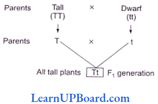 NEET Biology Principles Of Inheritance And Variation All tall pllants