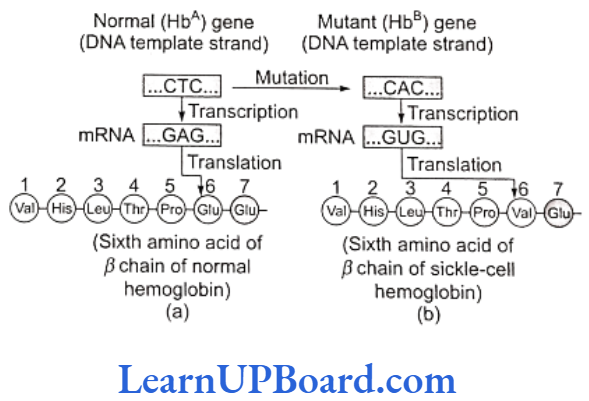 NEET Biology Principles Of Inheritance And Variation Amino acid composition of the relevant portion