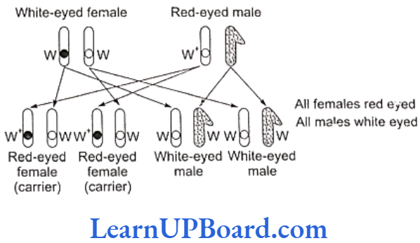 NEET Biology Principles Of Inheritance And Variation Cross 3 of Morgan involving white-eyed female