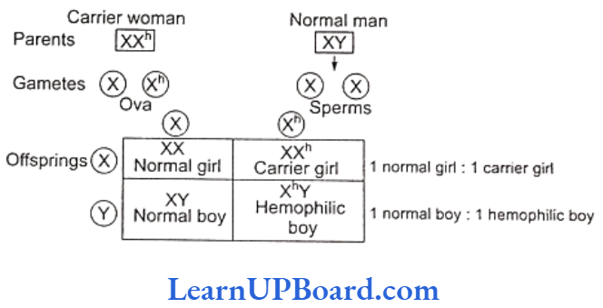 NEET Biology Principles Of Inheritance And Variation Inheritance of hemophilia when mother is carrier and father is normal