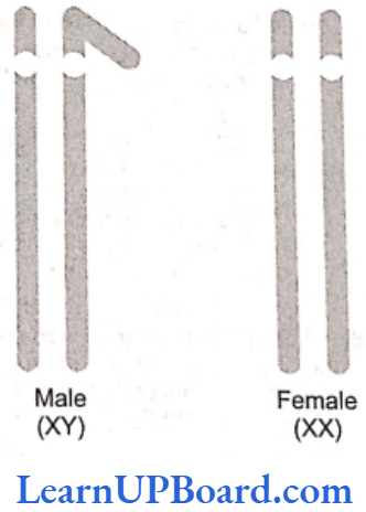 NEET Biology Principles Of Inheritance And Variation Sex chromosomes of Drosophila