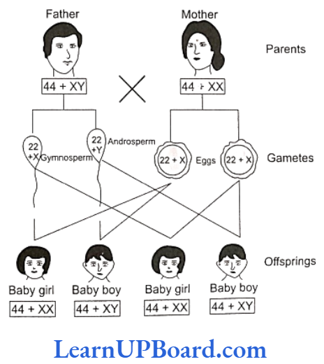 NEET Biology Principles Of Inheritance And Variation Sex-determination in man
