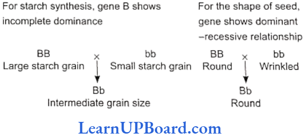 NEET Biology Principles Of Inheritance And Variation Starch synthesis