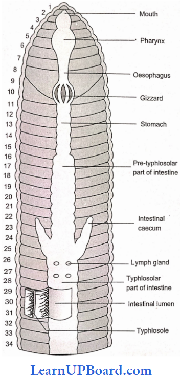 NEET Biology Structural Organization In Animals Alimentary Canal Of Earthworm