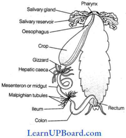 NEET Biology Structural Organization In Animals Alimentary canal Of Cockroach