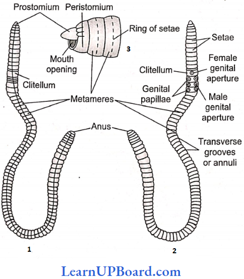 NEET Biology Structural Organization In Animals Bone Body of Earthworm