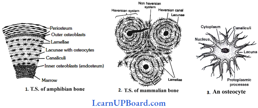 NEET Biology Structural Organization In Animals Bone TS Of Amphibian Bone And TS Of Mammalian Bone And An Osteocyte