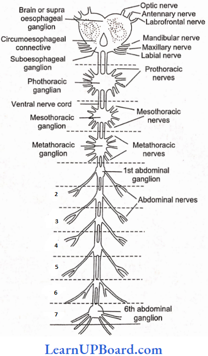 NEET Biology Structural Organization In Animals Central And Peripheral Nervous Systems Of Cockroach