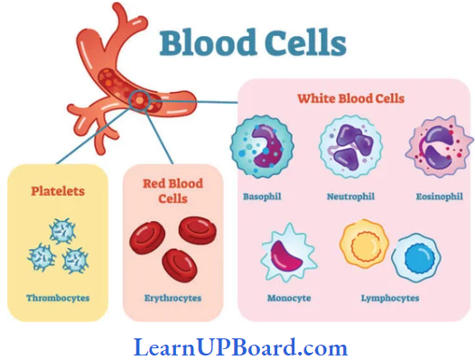 NEET Biology Structural Organization In Animals Different Types Of Blood Cells