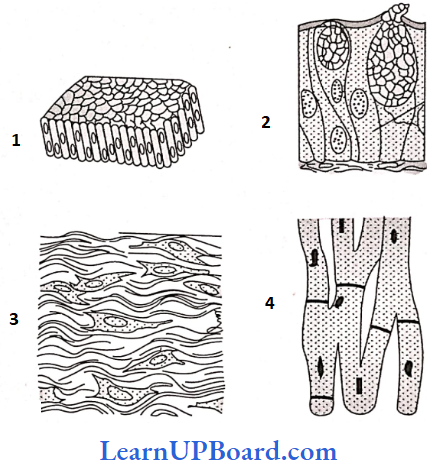 NEET Biology Structural Organization In Animals Four Sketches Represent Four Different Types Of Animal Tissues 1